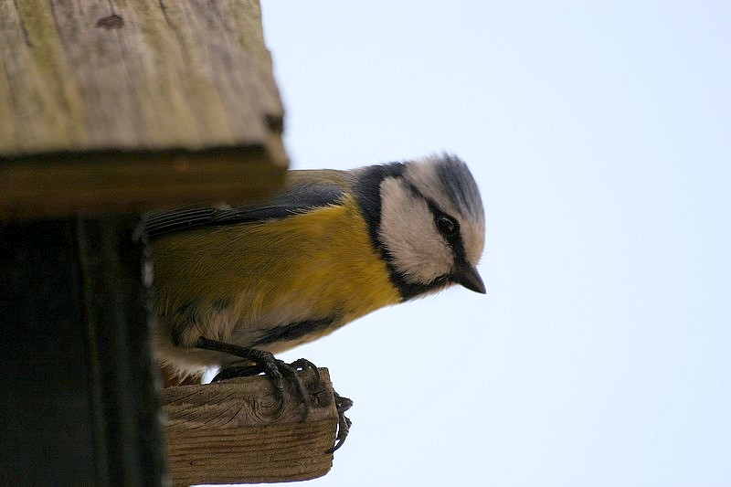 Vogels tellen Willemskwartier Nijmegen